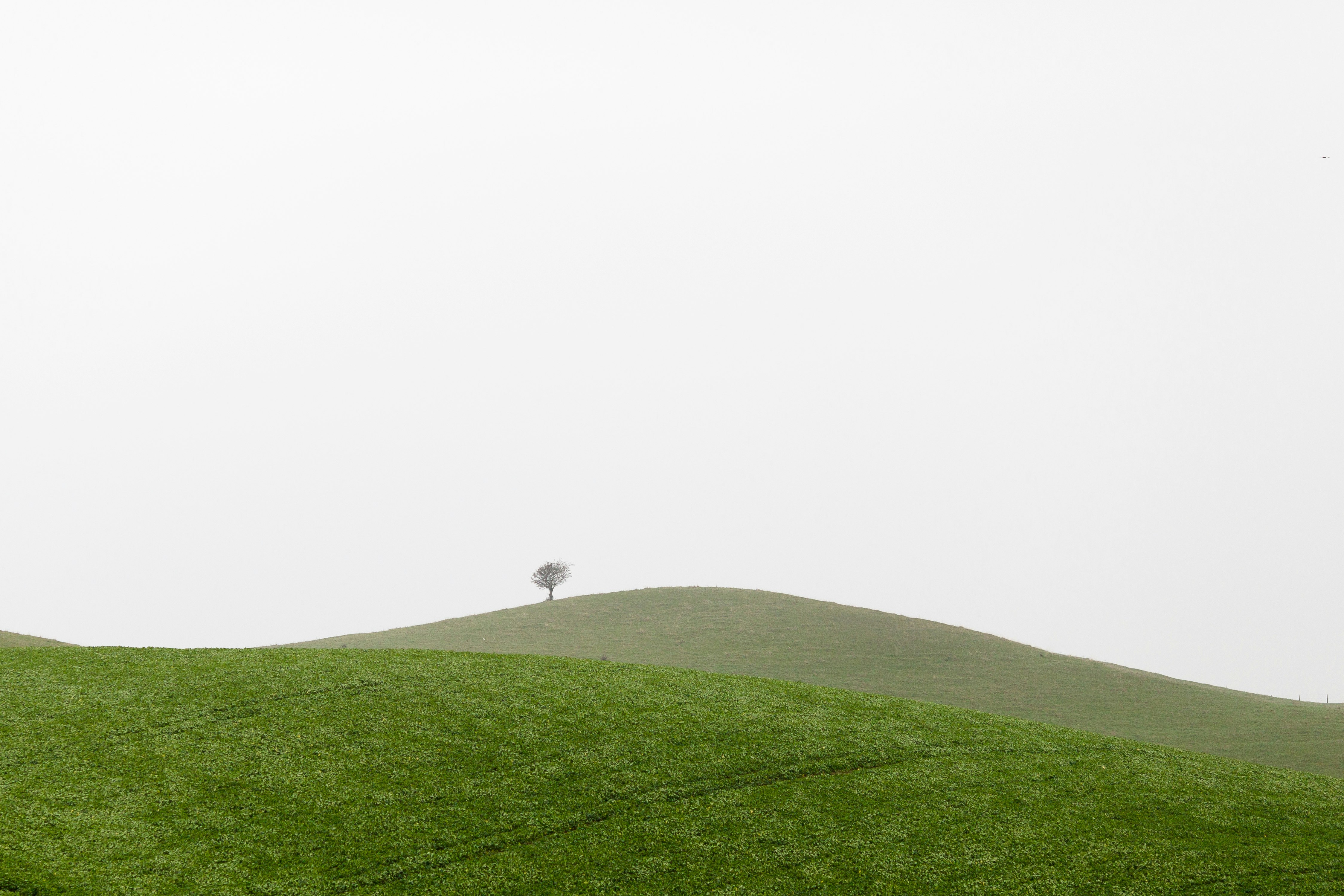 photography of green grass during daytime